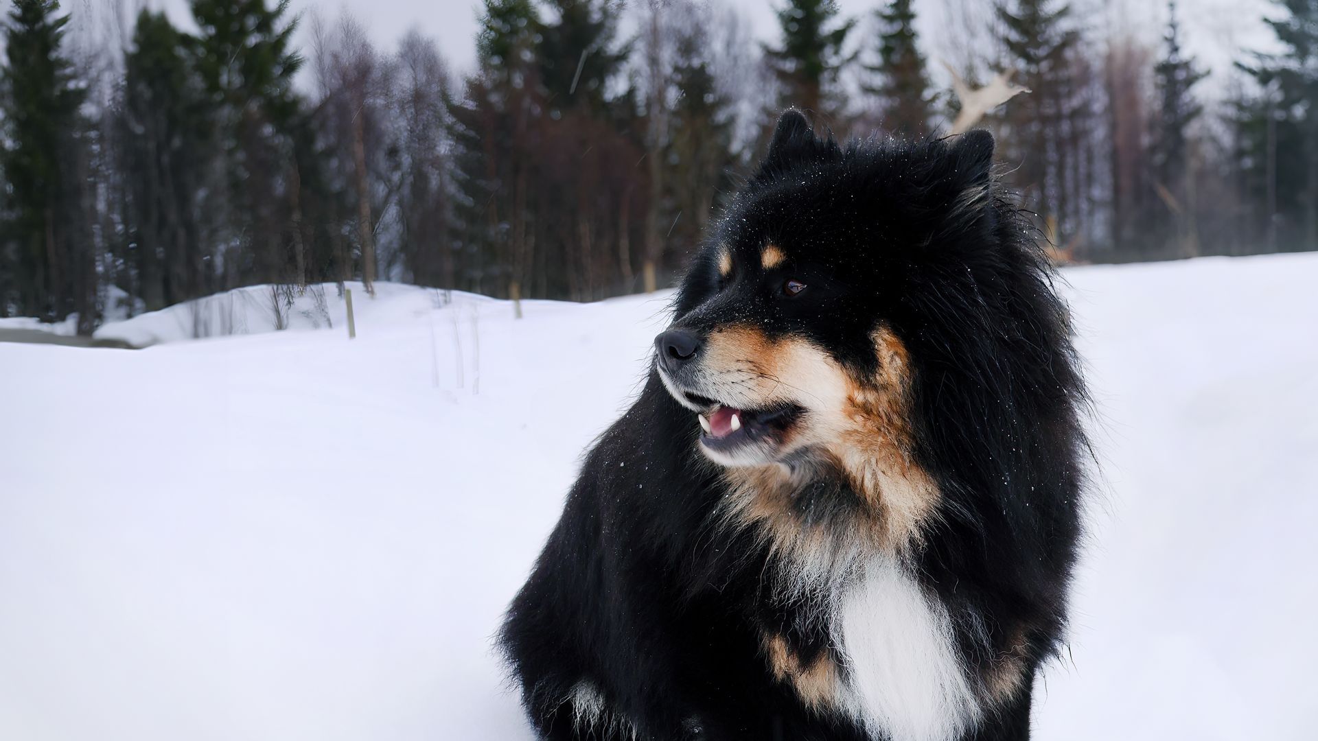Finnish Lapphund